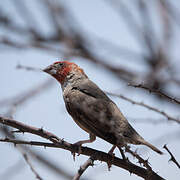 Red-headed Finch