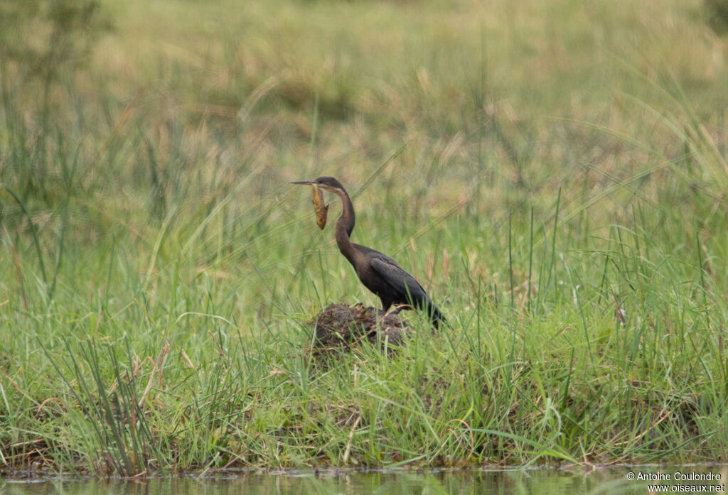 Anhinga d'Afriqueadulte, pêche/chasse