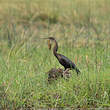 Anhinga d'Afrique