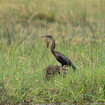 Anhinga d'Afrique