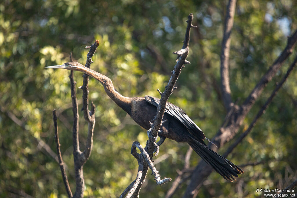 African Darteradult