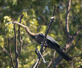 Anhinga d'Afrique