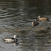 Cotton Pygmy Goose