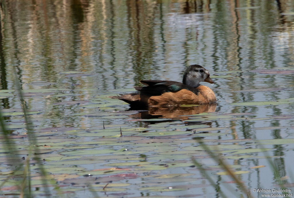 African Pygmy Goose female adult