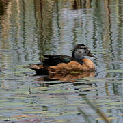 African Pygmy Goose