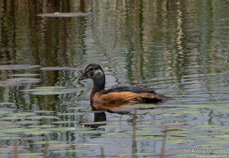 African Pygmy Goose female adult, swimming