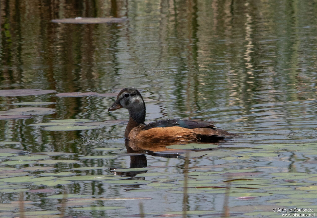 African Pygmy Goose female adult, swimming