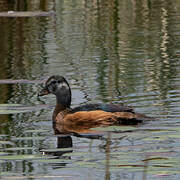 African Pygmy Goose