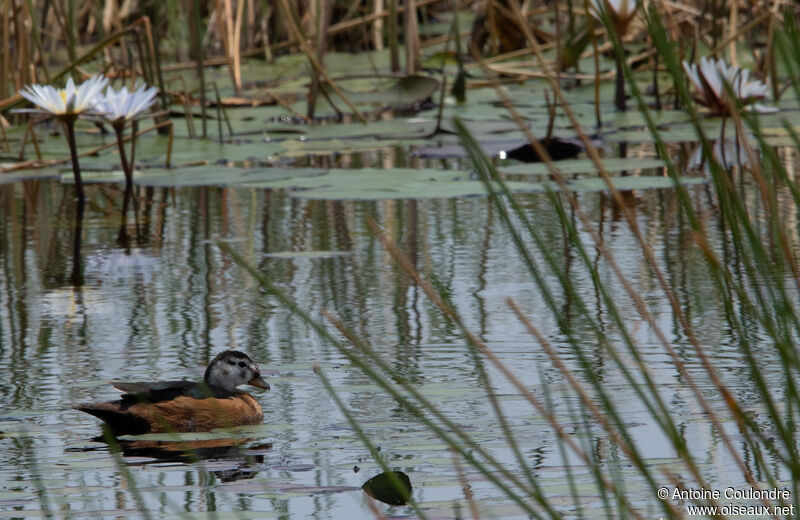 African Pygmy Goose female adult, swimming