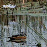 African Pygmy Goose