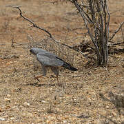 Eastern Chanting Goshawk