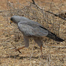Autour à ailes grises