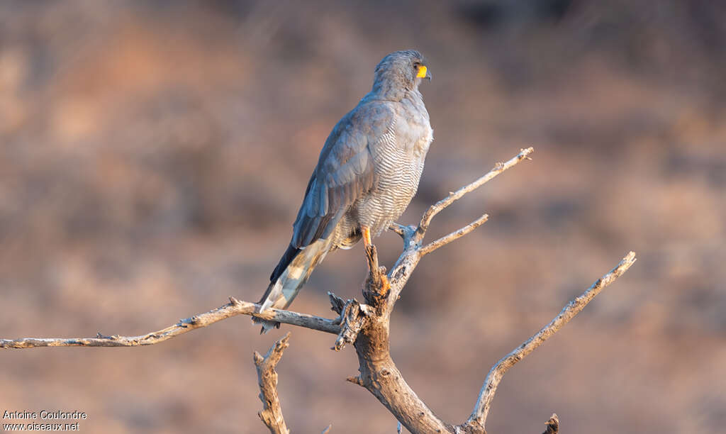 Eastern Chanting Goshawkadult, identification