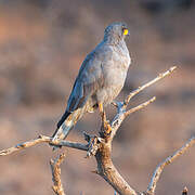 Eastern Chanting Goshawk