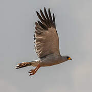 Eastern Chanting Goshawk