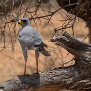 Eastern Chanting Goshawk
