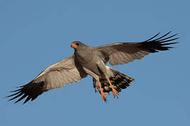 Pale Chanting Goshawk