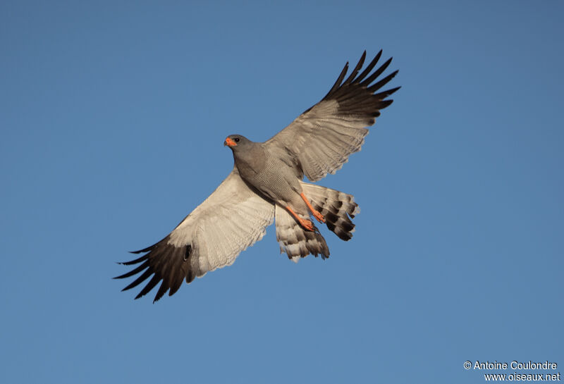 Pale Chanting Goshawkadult, Flight