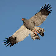 Pale Chanting Goshawk