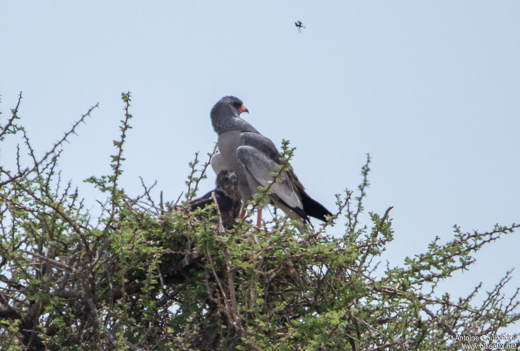 Pale Chanting Goshawk female Poussin, Reproduction-nesting