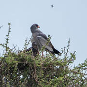 Pale Chanting Goshawk