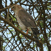 Gabar Goshawk