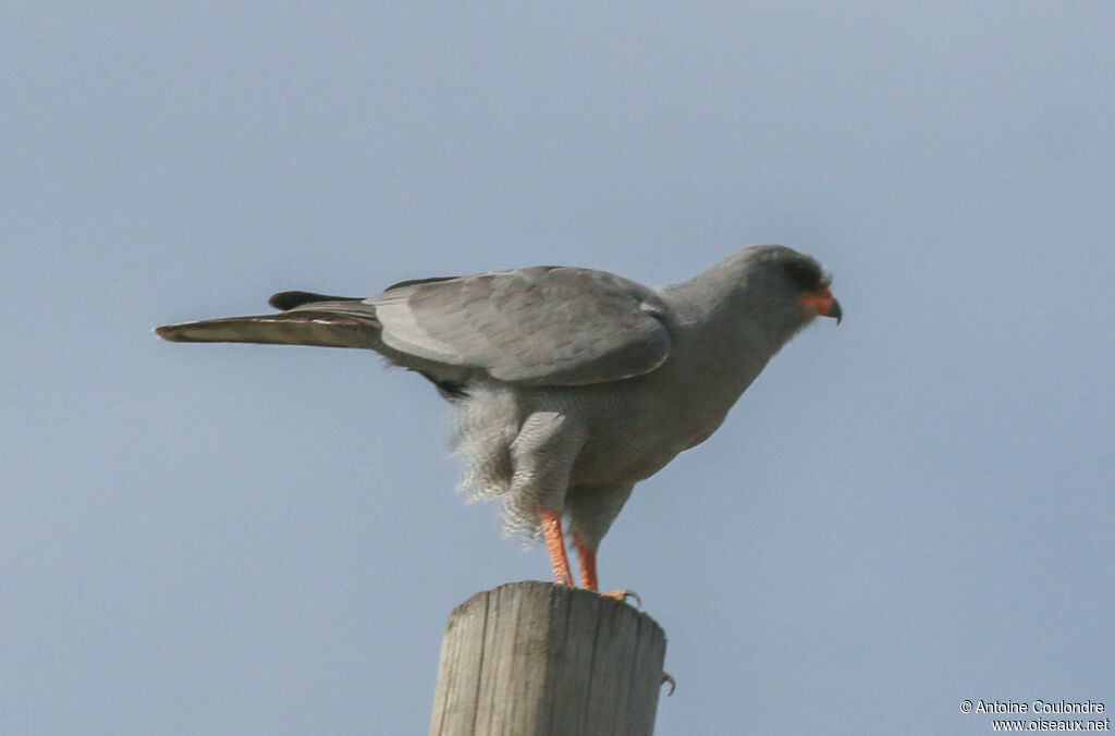 Dark Chanting Goshawkadult