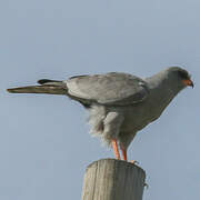 Dark Chanting Goshawk