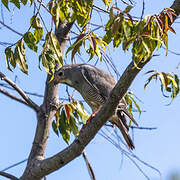 Lizard Buzzard