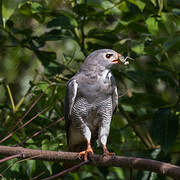 Lizard Buzzard