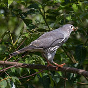 Lizard Buzzard