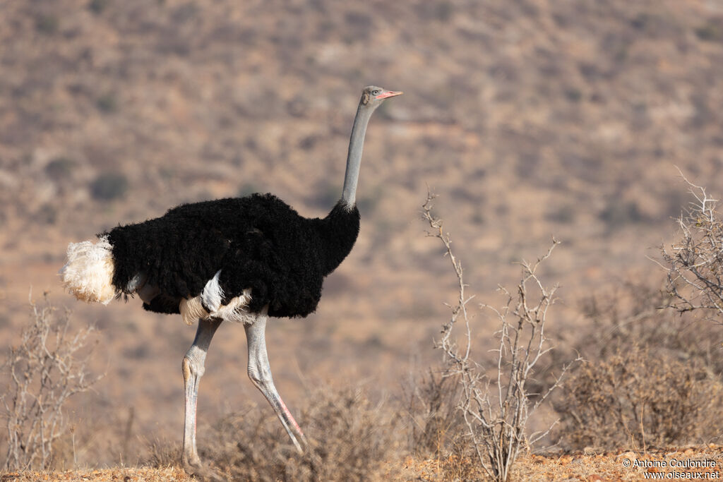 Somali Ostrich male adult