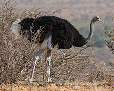 Somali Ostrich