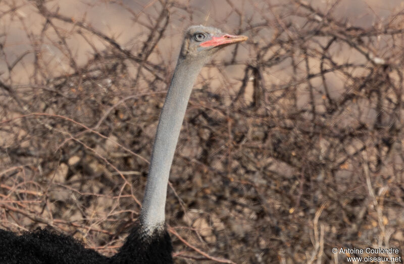 Somali Ostrich male adult, close-up portrait