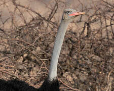 Somali Ostrich