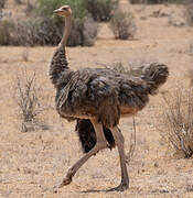 Somali Ostrich