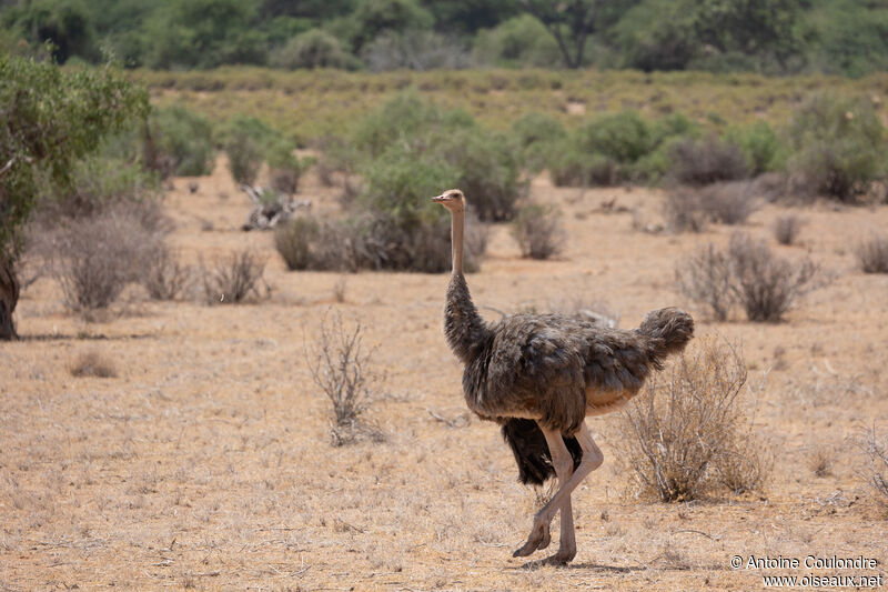 Somali Ostrich female adult