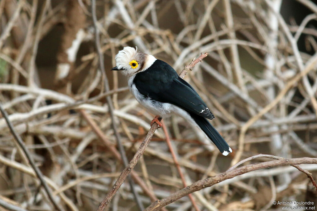 White-crested Helmetshrikeadult