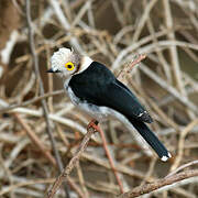 White-crested Helmetshrike