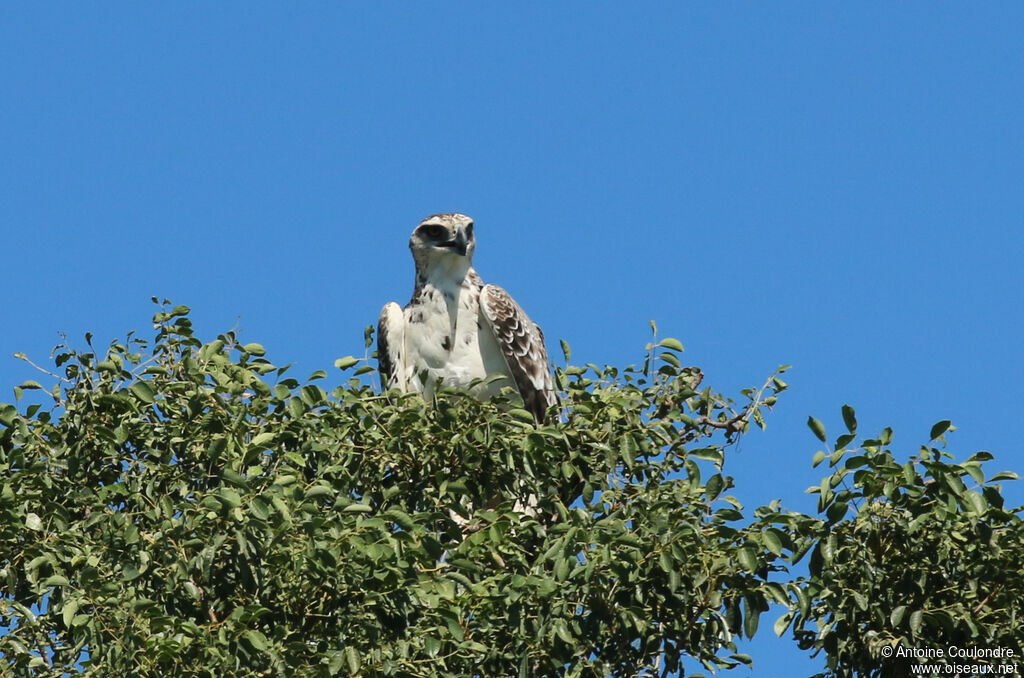 Ospreyadult
