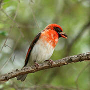 Vieillot's Barbet