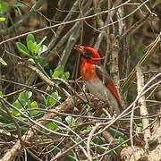 Vieillot's Barbet