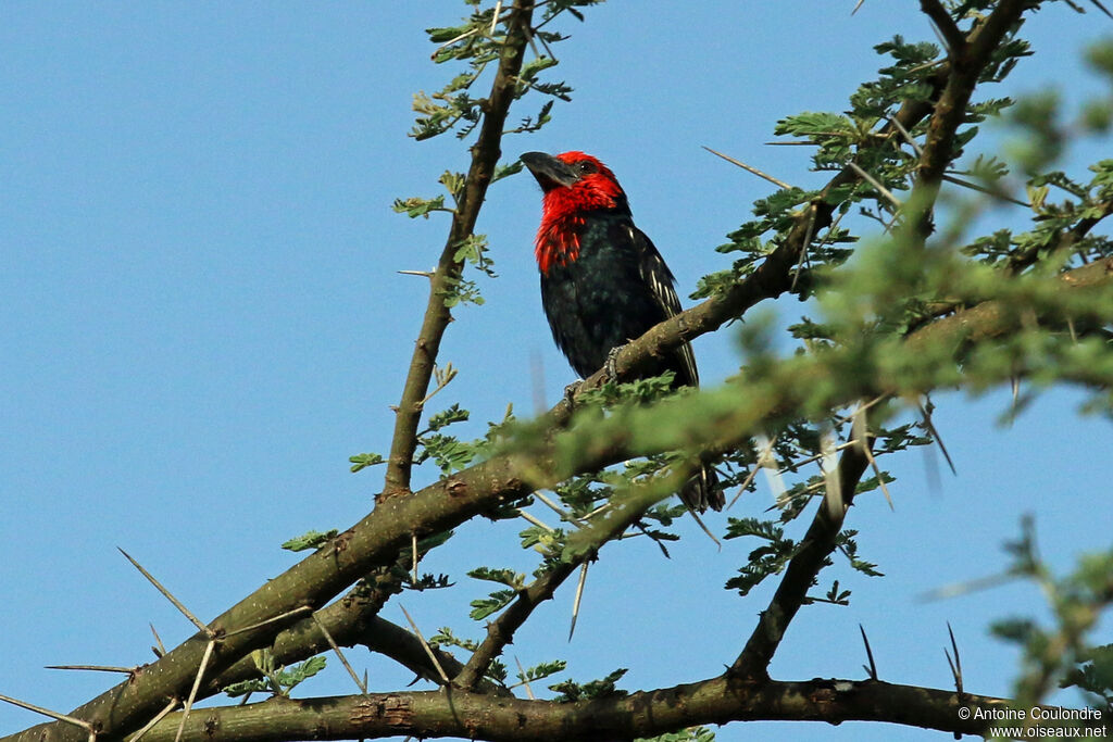 Black-billed Barbetadult