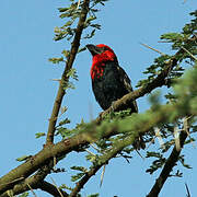 Black-billed Barbet