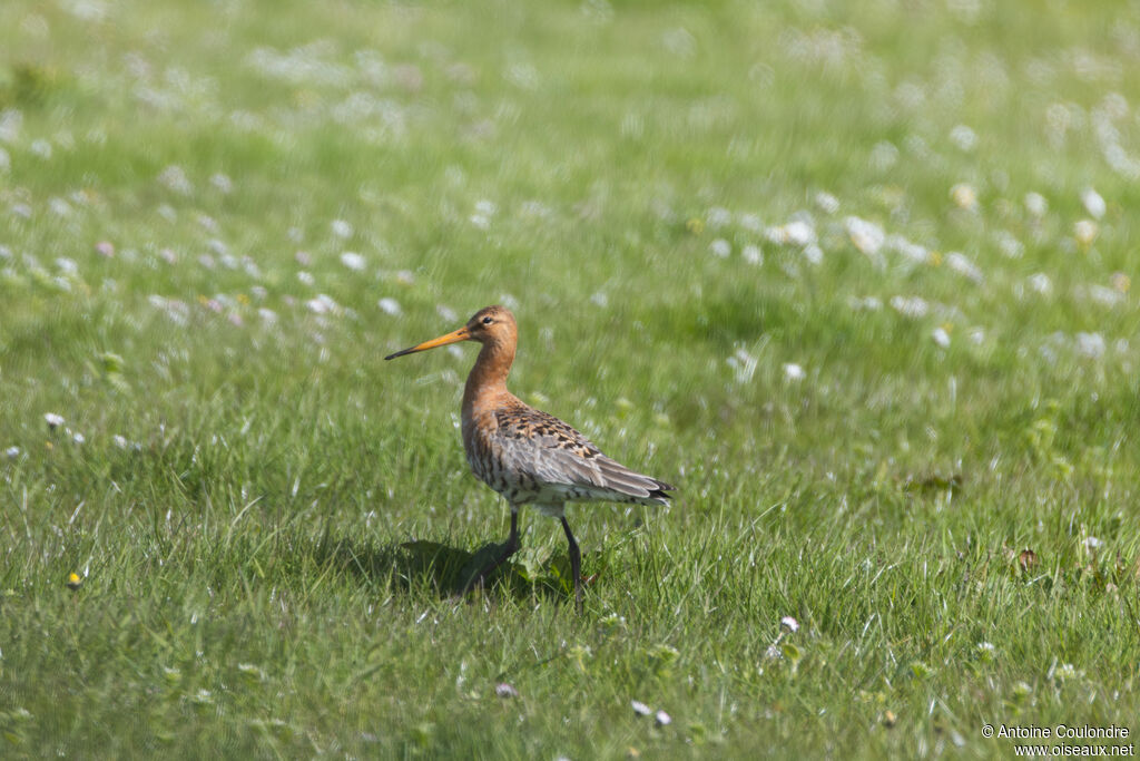 Black-tailed Godwit adult, breeding, eating
