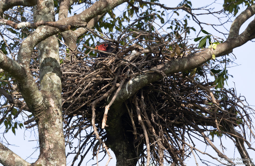 Bateleur des savanesadulte, Nidification