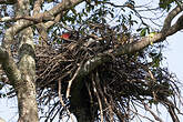 Bateleur des savanes