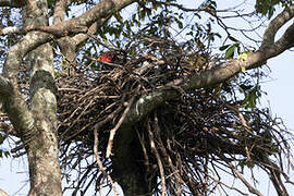 Bateleur