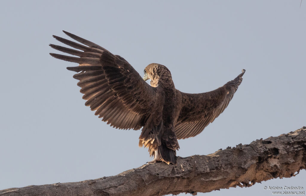 Bateleur des savanesjuvénile