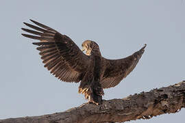 Bateleur des savanes